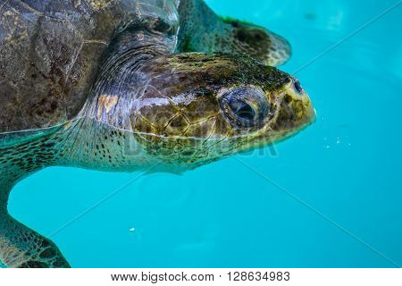 Maldives island - sandy beach and indian ocean, turtle