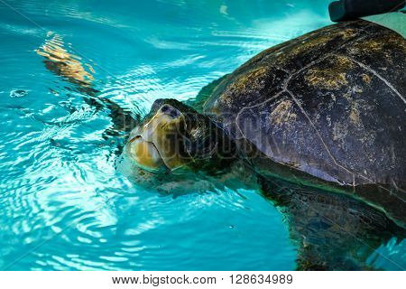 Maldives island - sandy beach and indian ocean, turtle