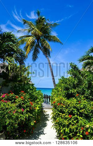 Maldives island - sandy beach and indian ocean