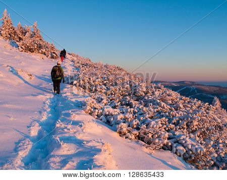 Group of people walks in winter mountains iat sunset time. Landscape illuminated by evening sun. Giant Mountains or Krkonose, Czech Republic
