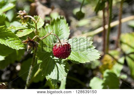 Wild Eco Fresh Strawberries In The Garden.