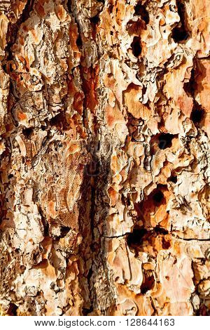 Barck In The  Color And Texture