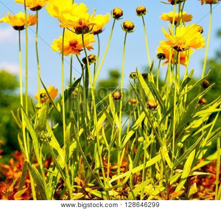 In Italy Dasy Yellow Flower Field Nature And Spring