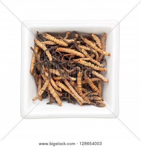 Traditional Chinese Medicine - Ophiocordyceps in a square bowl isolated on white background