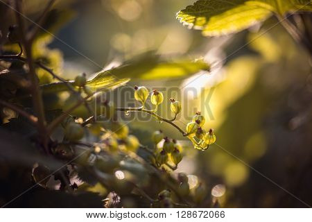 green currants in the summer garden, sunny day. Macro sloseup shot.