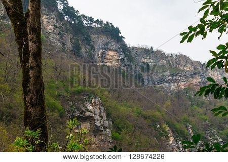 Rocky Mountain covered by forest with tree in the foreground