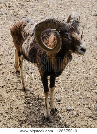 horned sheep in a pasture close-up of the background