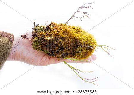 Colorful Green Moss And Small Trees For Your Rock Garden