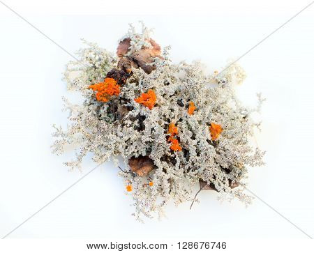 Colorful Components For Floristic Composition - Fine Mosses And Red Mushrooms