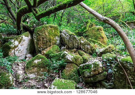 Pile of boulders and tree branches covered by moss in forest