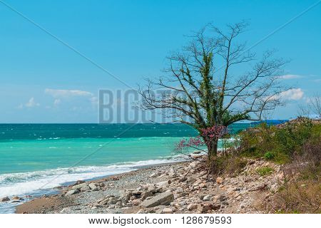 Lonely tree on the pebbly shore of the sea on a sunny day