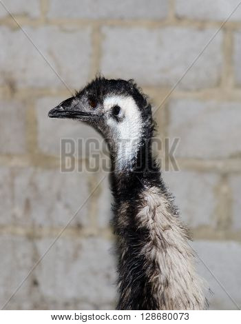 head and neck of an ostrich close up