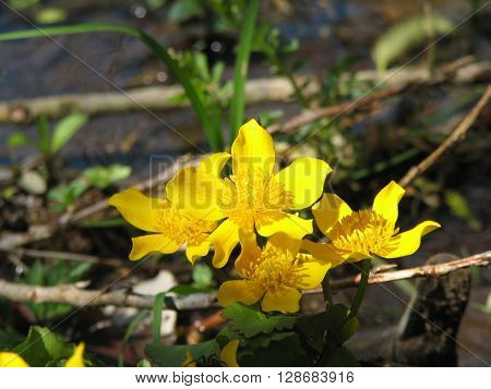 Blooming buttercups bloom in spring at water