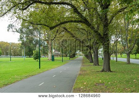 Row of big Elm trees and London plane tree along peaceful path at Alexandra Avenue, Melbourne St Kilda Road during Autumn in Melbourne, Australia