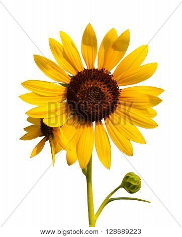 single beautiful Sunflower isolated on white background