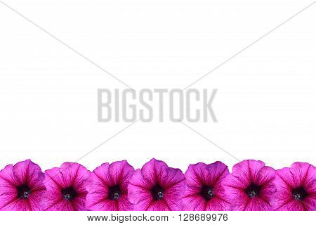 Purple Petunia flower frame on white background