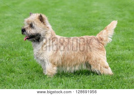 Typical Norwich Terrier in the spring garden
