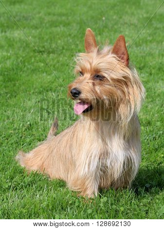 Typical Australian Silky Terrier in the spring garden