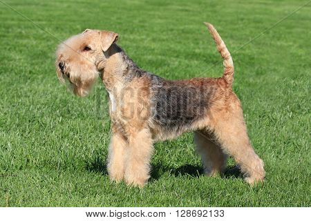 Typical Lakeland Terrier in the spring garden
