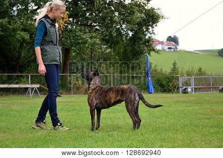 Young dog trainer when training with Herder
