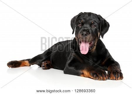 Rottweiler Puppy Lies Down On White