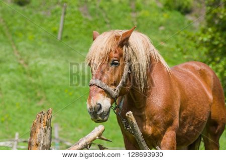 Portrait of draft horse in summer outdoor stall