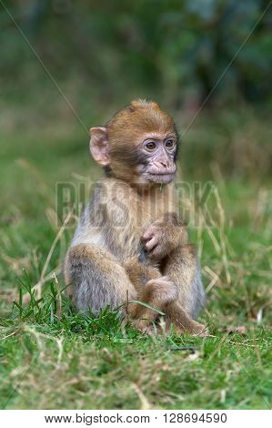 Young Barbary Macaque (Macaca Sylvanus) on forest floor