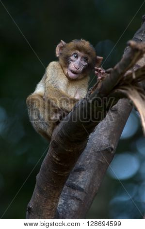 Young Barbary Macaque (Macaca Sylvanus) in tree