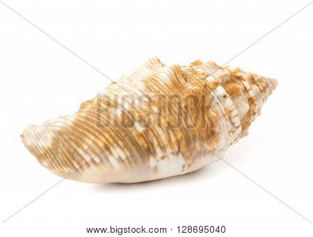 Brown and White Seashell isolated on White Background