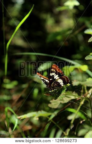 Lorquin's Admiral Butterfly sitting on green leaves.