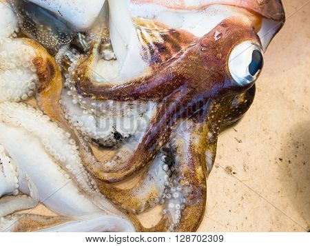 Detail of some freshly caught cuttlefish exposed in a market stall