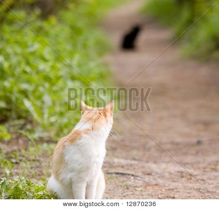 Черный кот - белый tomcat
