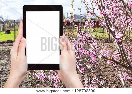 Farmer Photographs Garden With Peach Tree