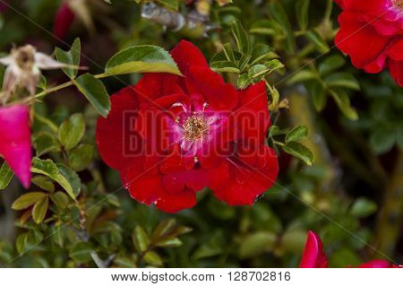 Emmarentia Botanical Garden - Rose flowers, Johannesburg South Africa