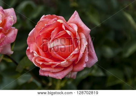 Emmarentia Botanical Garden - Rose flowers, Johannesburg South Africa