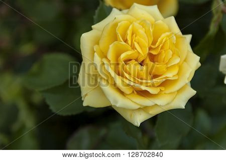 Emmarentia Botanical Garden - Rose flowers, Johannesburg South Africa