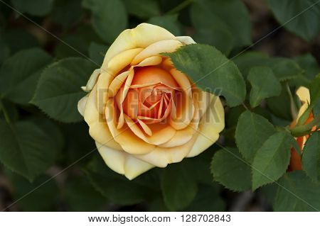 Emmarentia Botanical Garden - Rose flowers, Johannesburg South Africa