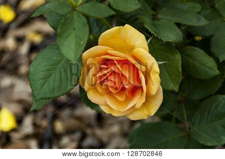 Emmarentia Botanical Garden - Rose flowers, Johannesburg South Africa
