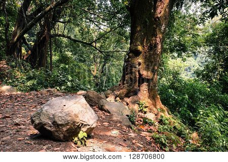 Forest in the mountains of Juayua Ruta de las Flores itinerary El salvador