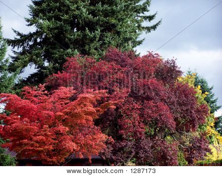 Herbstbäume