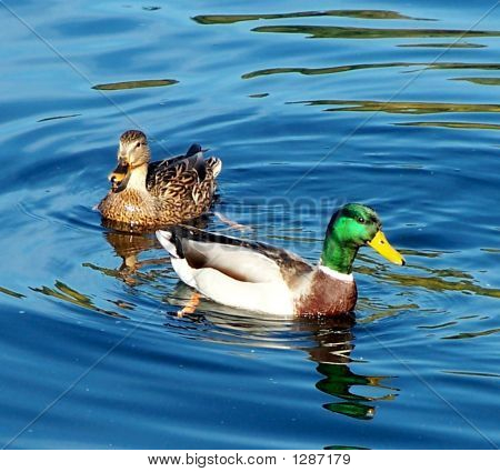 Ente paar schwimmen
