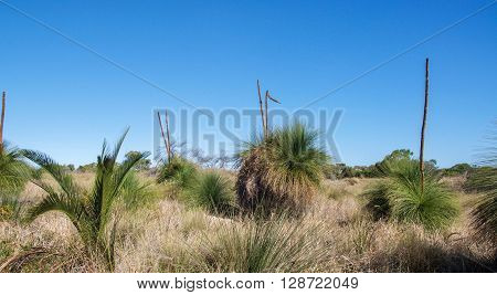 Native spiky green yakka trees with tall stamens in Western Australian bushland landscape under a bright blue sky.