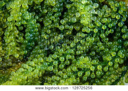 Sea Grapes (Caulerpa Lentillifera) seaweed on wooden table Macro