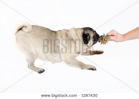 Mops s její hračky, izolovaných na bílém