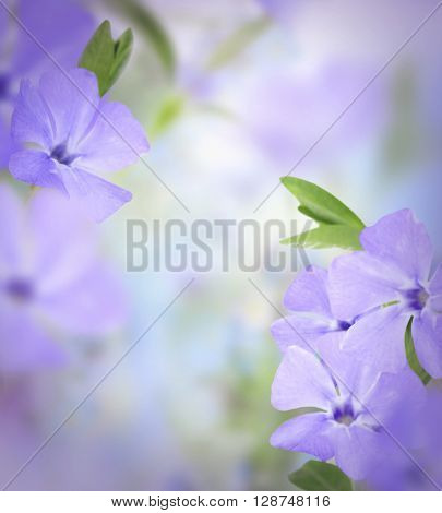 Beautiful flowers with meadow flower and blurred background
