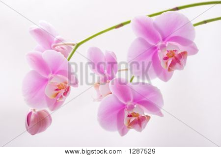 Květy orchidejí na bílém pozadí