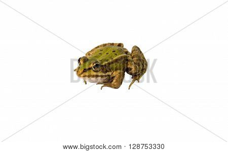 The single European green frog isolated on white background.
