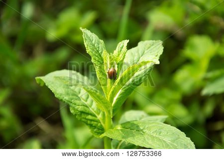 Wild, natural bio green mint on the background of nature.