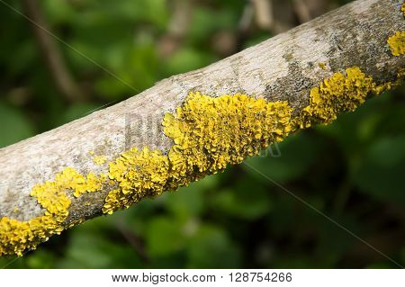 Branches covered with yellow moss and mold