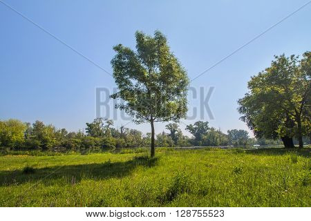 Landscape with lonely tree in the sunlight, Savica lakes, Zagreb, Croatia